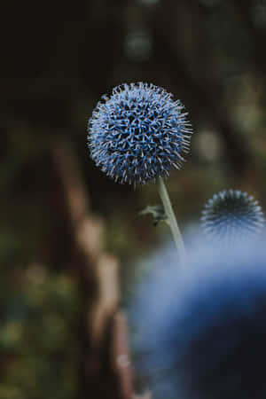 Dandelions Blue Flowers Phone Wallpaper