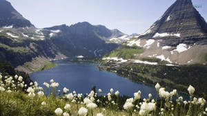 Dandelions Montana Wallpaper