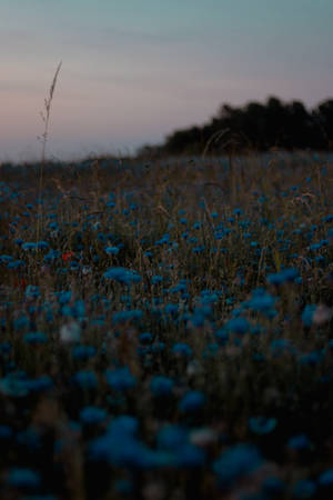 Dark Aesthetic Blue Flowers