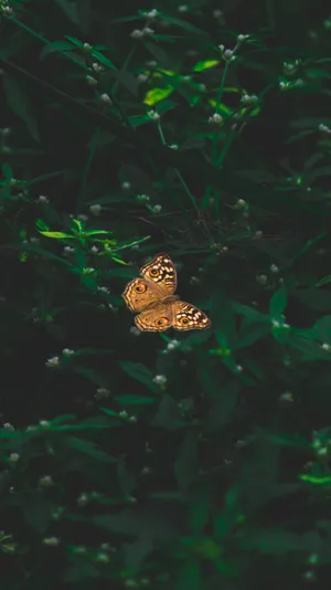Dark Aesthetic Butterfly Wallpaper