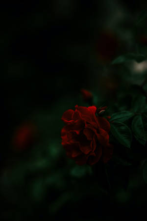 Dark Aesthetic Red Rose