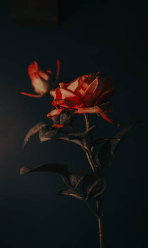 Dark Aesthetic Rose Iphone Wallpaper
