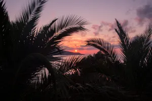 Dark Aesthetic Sunset Tree Silhouettes Wallpaper