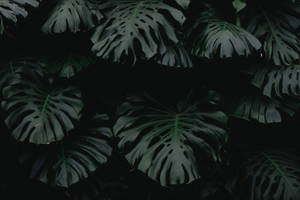 Dark Aesthetic Tropical Leaves Wallpaper