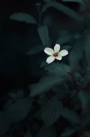Dark Aesthetic White Flower