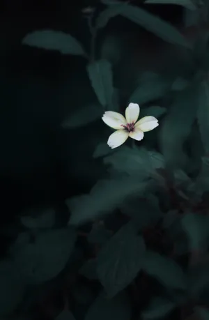 Dark Aesthetic White Flower Wallpaper