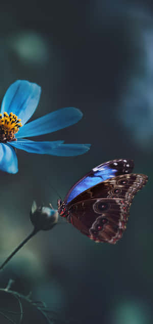 Dark Background Flowers And Butterflies Wallpaper