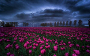 Dark Blue Clouds Over Tulips Wallpaper