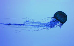 Dark Blue Jellyfish Wallpaper