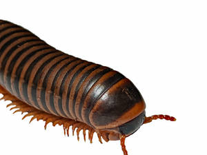 Dark Brown Millipede Wallpaper