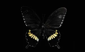 Dark Butterfly Mystery Wallpaper