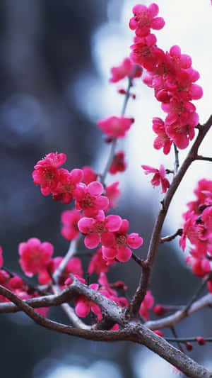 Dark Cherry Blossom Branches Wallpaper