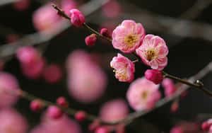 Dark Cherry Blossom Flower Buds Wallpaper