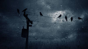 Dark Crows In The Rain Wallpaper