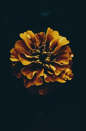 Dark Floral Yellow Bloom Wallpaper