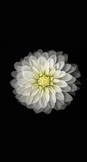 Dark Florali Phone Wallpaper Dahlia Wallpaper