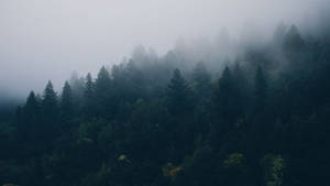 Dark Foggy Forest View Wallpaper