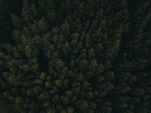 Dark Forest Aerial View Wallpaper