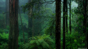 Dark Forest Background Wallpaper