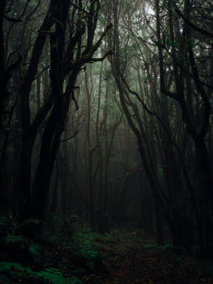 Dark Forest Background Wallpaper