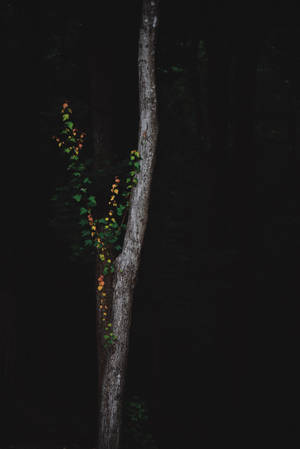 Dark Forest Black Mobile Wallpaper