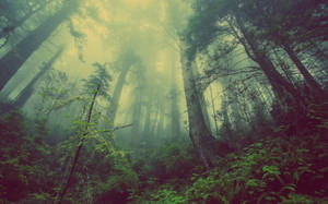 Dark Forest Fog Wallpaper