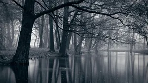 Dark Forest Lake Monochrome Wallpaper