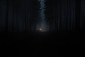 Dark Forest Pathway Light Wallpaper