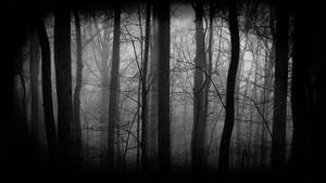 Dark Forest Silhouette Wallpaper