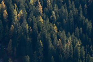 Dark Forest Spruce Wallpaper