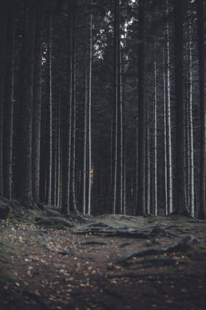 Dark Forest Tree Trunks Wallpaper