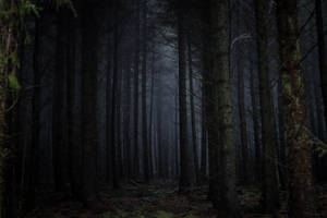 Dark Forest Trees Wallpaper
