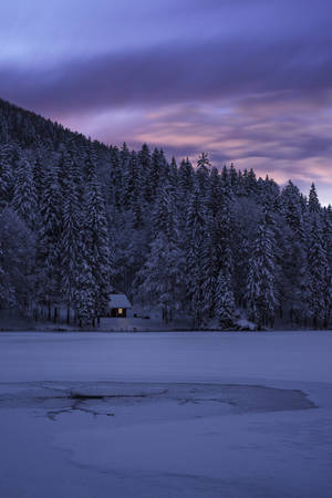 Dark Forest With Purple Lighting For Iphone Wallpaper