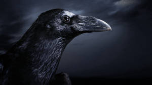 Dark Gothic Raven Hd Wallpaper