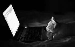 Dark Gray Cat Looking At Computer Wallpaper