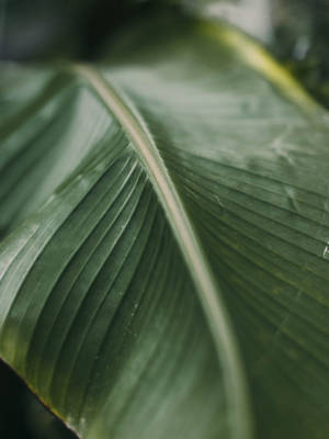 Dark Green Banana Leaf Focus Photo Wallpaper