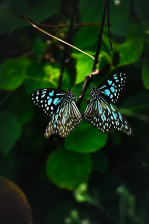 Dark Green Beautiful Butterfly Wallpaper