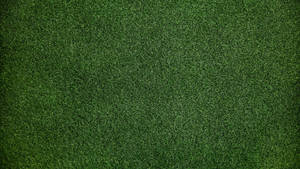 Dark Green Grass Texture Wallpaper