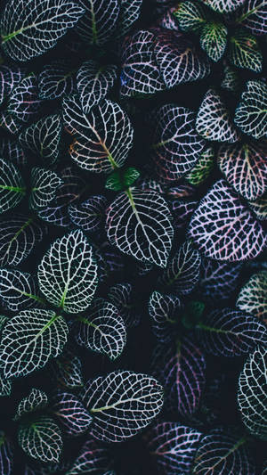 Dark Green With White Lines Variegated Plants Wallpaper