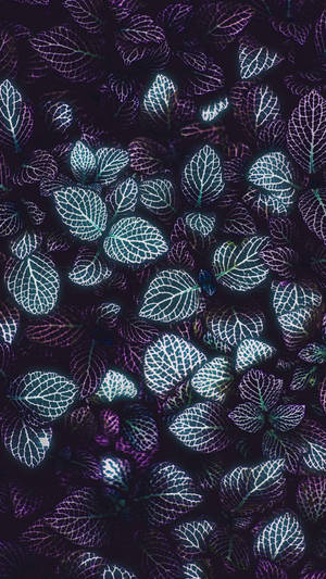 Dark Minimalist Plant Leaves Phone Wallpaper