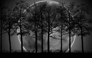 Dark Night Moon Row Of Trees Wallpaper