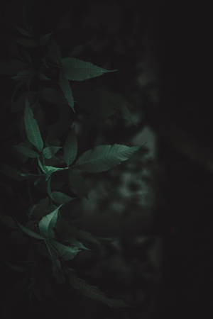 Dark Outdoor Leaves Wallpaper