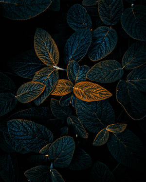 Dark Oval Leaves Cool Android Wallpaper