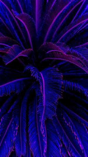 Dark Purple Aesthetic Coconut Trees Wallpaper