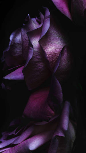 Dark Purple Rose Iphone Wallpaper