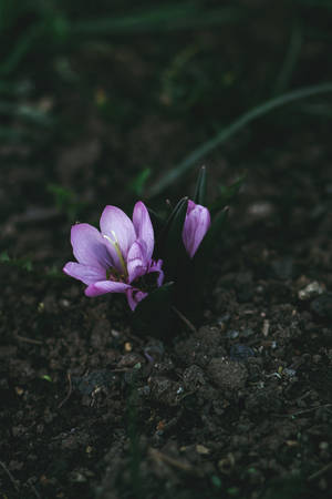 Dark Saffron Crocus Aesthetic Wallpaper