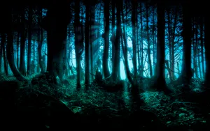 Dark Scary Forest Image Wallpaper