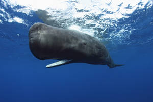 Dark Sperm Whale Underwater Wallpaper