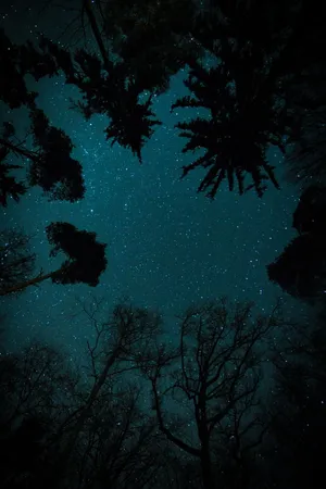 Dark Starry Night Sky In Worm Eye View Wallpaper
