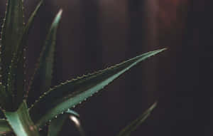 Dark Succulent Leaves Minimalist Plant Desktop Wallpaper